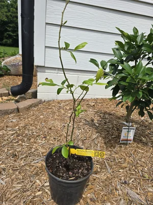 Nocturne Blueberry Plant