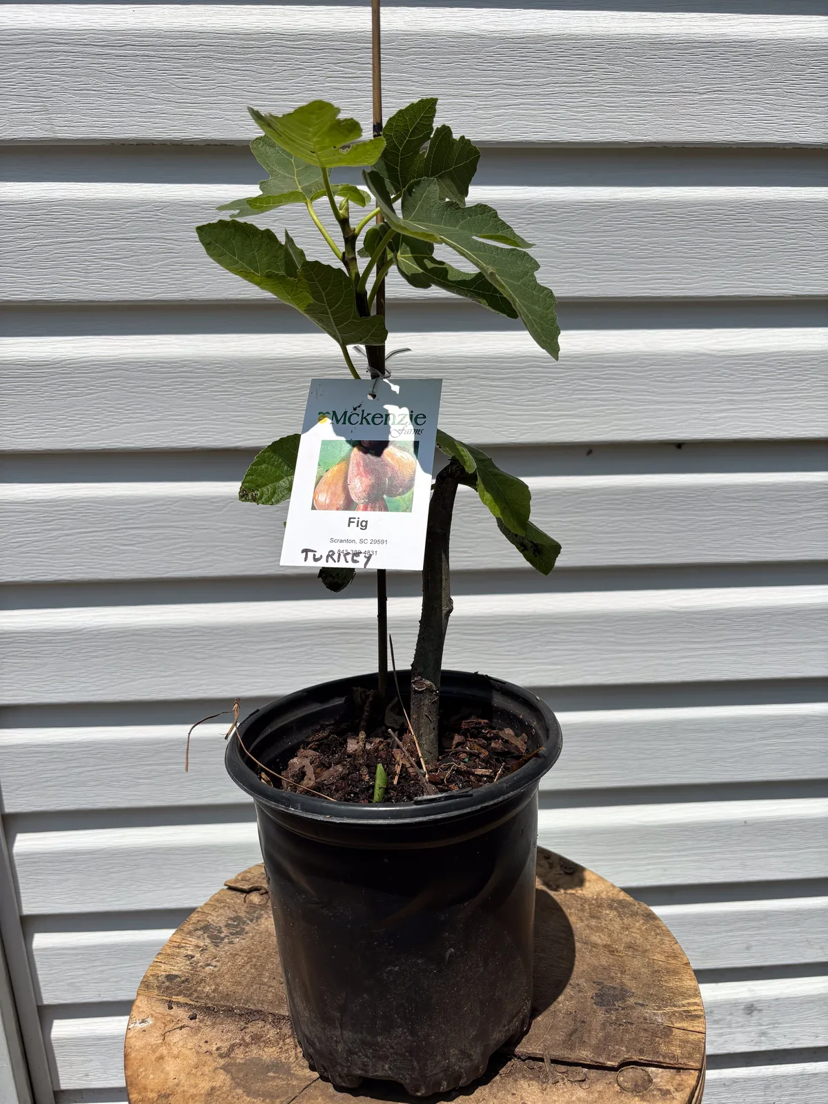 Brown Turkey Fig
