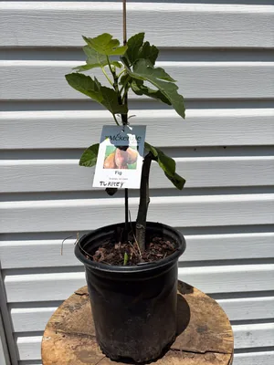 Brown Turkey Fig