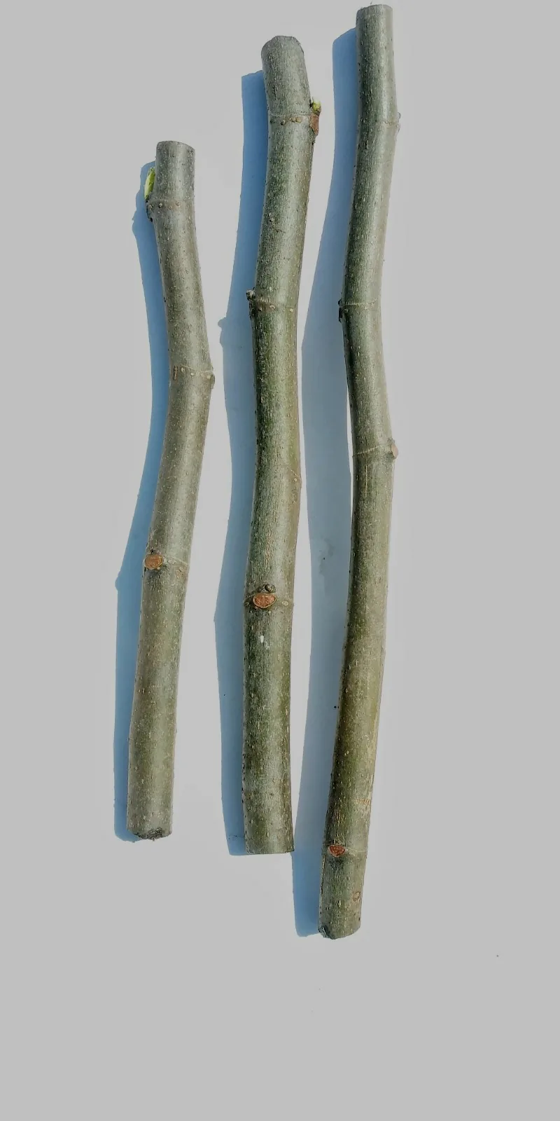 White Madeira Cuttings (3)